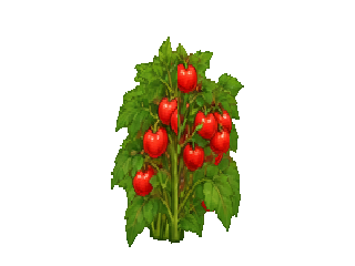 Tomate, modèle actuel à maturité